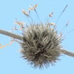 Plantar Tillandsia Recurvatas de forma sencilla y efectiva