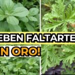 Plantación de melisa en casa: guía completa