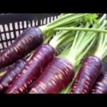 Descubre los secretos para plantar zanahorias moradas en casa