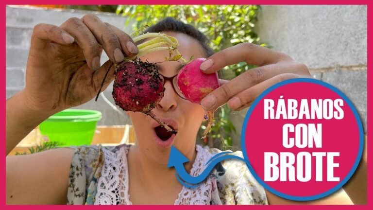 ¡Descubre los secretos para plantar y cuidar raíces de rábano!