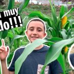 Guía práctica para plantar tus propios maíces ¡Hazlo fácil y rápido!