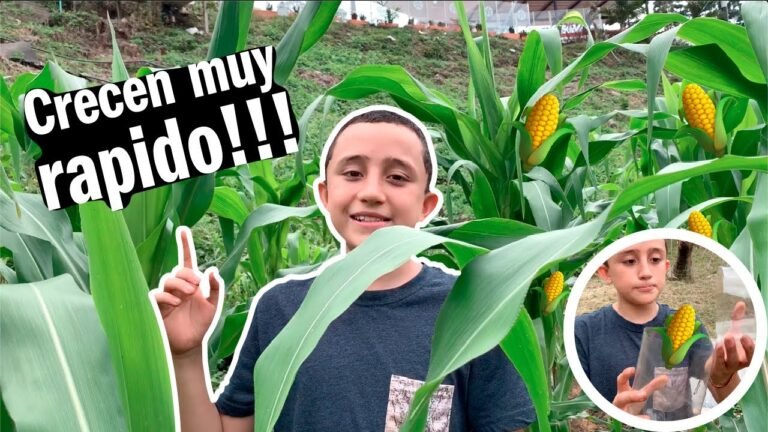 Guía práctica para plantar tus propios maíces ¡Hazlo fácil y rápido!