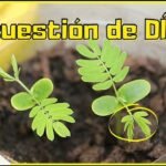 Guía Completa: Aprende Cómo Plantar Acacias en tu Jardín