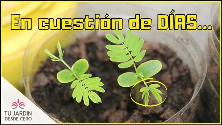 Guía Completa: Aprende Cómo Plantar Acacias en tu Jardín