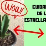 ¡Descubre el Secreto para Plantar Cactus Estrella con Éxito!