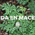¡Descubre cómo plantar rudas y tener un jardín aromático y hermoso!