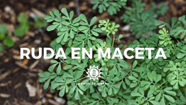 ¡Descubre cómo plantar rudas y tener un jardín aromático y hermoso!