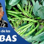 ¡Descubre los secretos para plantar Moth Beans con éxito!