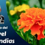 ¡Descubre los secretos para plantar clavelones de Indias con éxito!