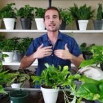Guía Completa: Cómo Plantar Potos en tu Hogar
