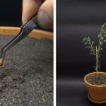 Cultiva lentil vetches en casa con estos simples pasos