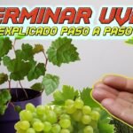 ¡Descubre cómo plantar uvas fácilmente en tu jardín!