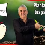 ¡Descubre cómo plantar hierbas para patos de forma sencilla y exitosa!
