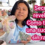Descubre los secretos para plantar Echeverias Elegans Mexican Snowball