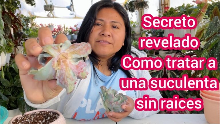 Descubre los secretos para plantar Echeverias Elegans Mexican Snowball