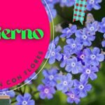 Descubre cómo plantar miosotises paso a paso