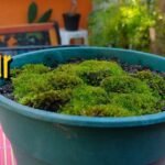 Descubre cómo plantar musgos irlandeses en tu jardín