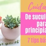Guía completa para plantar Sempervivums Tectorum en tu jardín