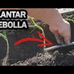 Descubre cómo plantar cebollas de forma fácil y eficaz