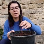 Plantar clemátides: guía completa para un jardín floreciente