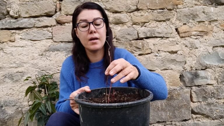 Plantar clemátides: guía completa para un jardín floreciente