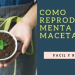 Aprende cómo plantar mentas y disfruta de su frescura en casa
