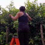 ¡Descubre cómo plantar limoncillos con éxito en tu hogar en solo 5 pasos!
