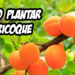 Guía completa: Cómo plantar barbareas en tu jardín ¡Paso a paso!