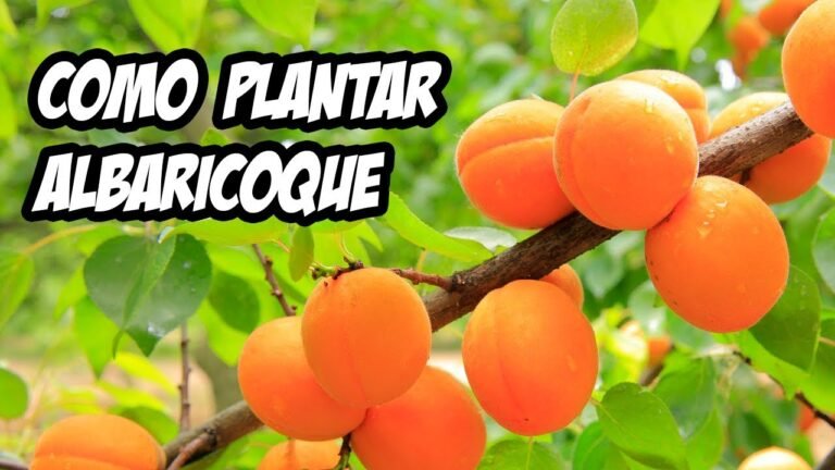Guía completa: Cómo plantar barbareas en tu jardín ¡Paso a paso!