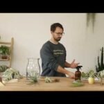 ¡Descubre los secretos para plantar Tillandsia Loliaceas con éxito!