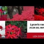 ¡Descubre el secreto para plantar Lycoris con éxito en tu jardín!
