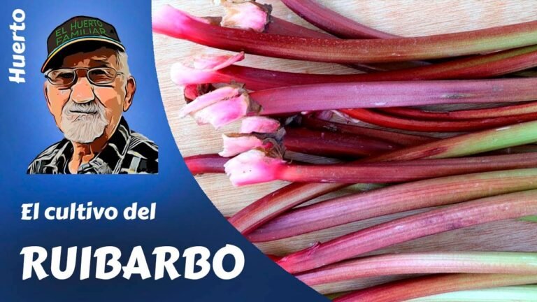 Descubre los secretos para plantar ruibarbos en casa ¡Fácil y rápido!