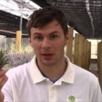 Guía completa para plantar Tillandsia Neglectas en casa