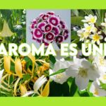 Plantar heliotropos en tu jardín