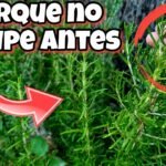 Guía completa: Cómo plantar romeros en casa fácilmente