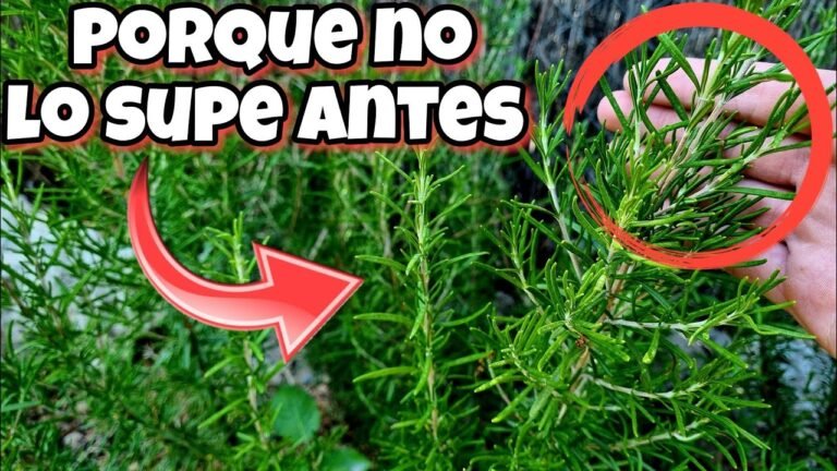 Guía completa: Cómo plantar romeros en casa fácilmente