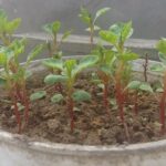 ¡Guía para plantar ullucos en tu jardín!