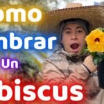 Aprende Cómo Plantar Hibiscos en tu Jardín en 5 Pasos