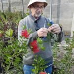 Descubre cómo plantar ratanes de cepillo en tu jardín con éxito