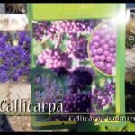 Guía completa: Cómo plantar callicarpas en tu jardín