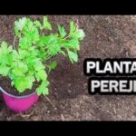 Descubre cómo plantar perejil y tener un huerto aromático en casa