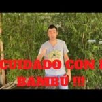 ¡Descubre cómo plantar carrizos con éxito en tu jardín!