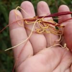 ¡Descubre los secretos para plantar cactus de Pelo de Ángel!