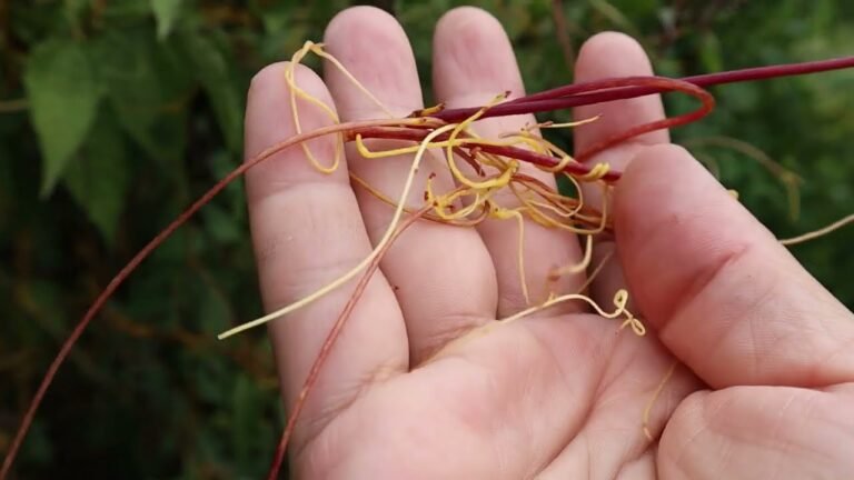 ¡Descubre los secretos para plantar cactus de Pelo de Ángel!