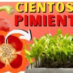 Guía fácil para plantar pimientos verdes en casa