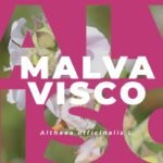 Guía completa: Cómo plantar coberturas de malvavisco en tu jardín