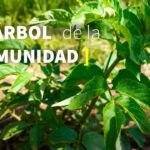 ¡Descubre los secretos para plantar bayas de saúco con éxito!