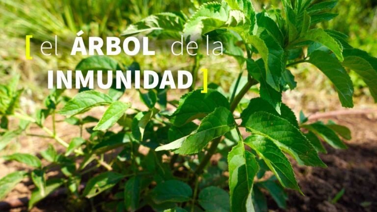 ¡Descubre los secretos para plantar bayas de saúco con éxito!