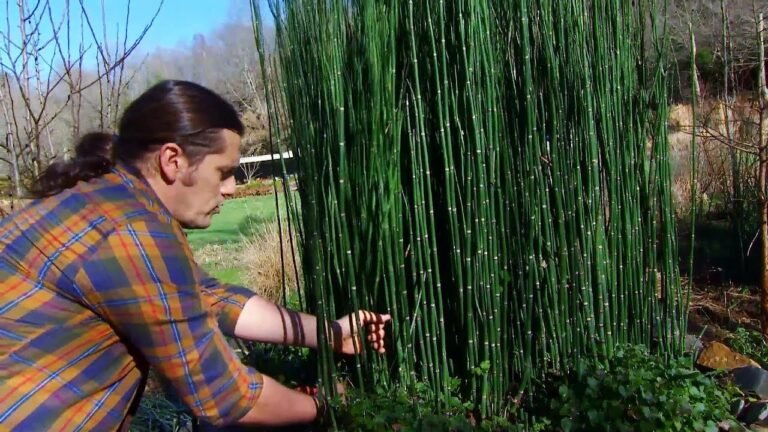 Guía experta: Cómo plantar Equisetum Fluviatiles en tu jardín