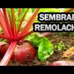 Cultiva remolachas con éxito siguiendo estos tips